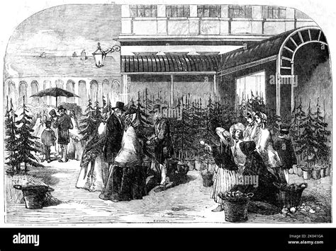 Christmas Trees In Covent Garden Market 1854 People Buying Christmas