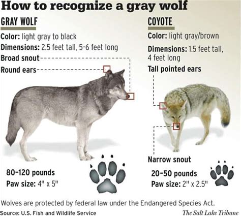 Gray Wolves Habitat Facts