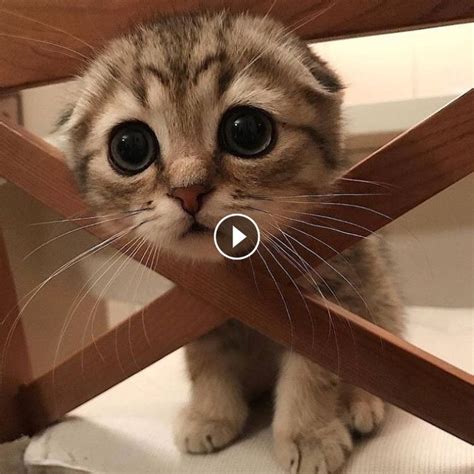So Many Cute Kittens Videos Compilation 2019 Sevimli Kedi Yavruları