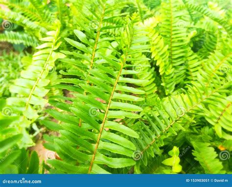 Beautiful Ferns In The Garden Natural Green Outdoor Travel Stock Image