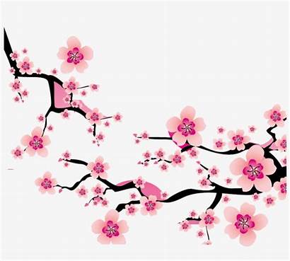 Sakura Branch Blossom Cherry Clipart Flower Plum