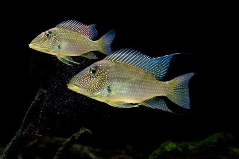 Geophagus Jurupari G Leucostictus Aquarium Fish South American