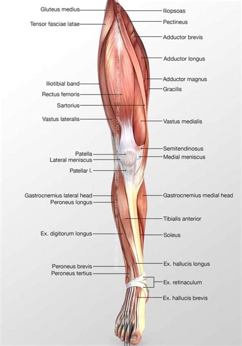 Leg Anterior Muscles 3D Illustration
