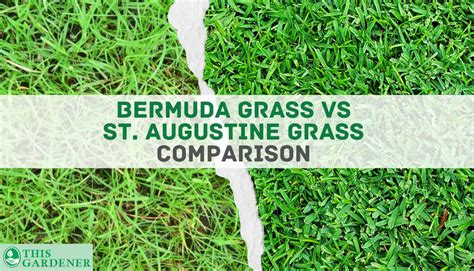 Bermuda Vs St Augustine Grass 10 Differences