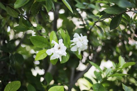Jasmine Flower Northern Of Thailand Puddle Stock Photo Image Of