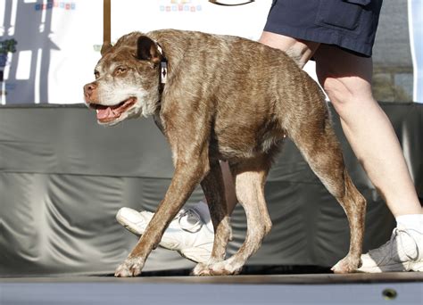 Worlds Ugliest Dog Contest What It Takes To Win Time
