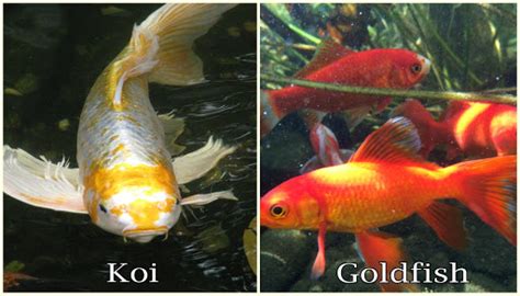 Can A Goldfish And A Koi Mate 5 Real Facts