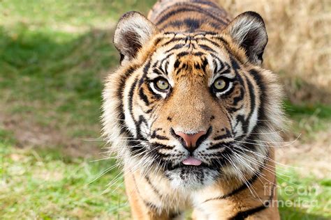 Sumatran Tiger Close Up Photograph By Sarah Cheriton Jones Pixels
