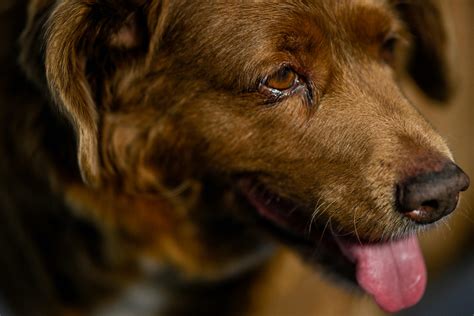 Worlds Oldest Dog Bobi Turns 31