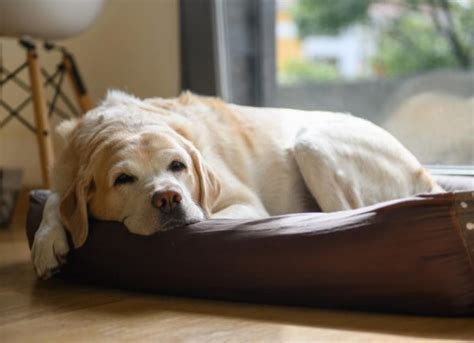 Lethargy In Dogs Petmd