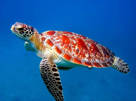 Sea Turtles Wallpaper Wallpapersafari