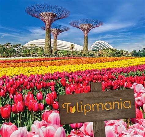 Tulip adalah bunga kebanggaan belanda. Tips Cara Menanam Bunga Tulip Di Indonesia - Ragam Tanaman