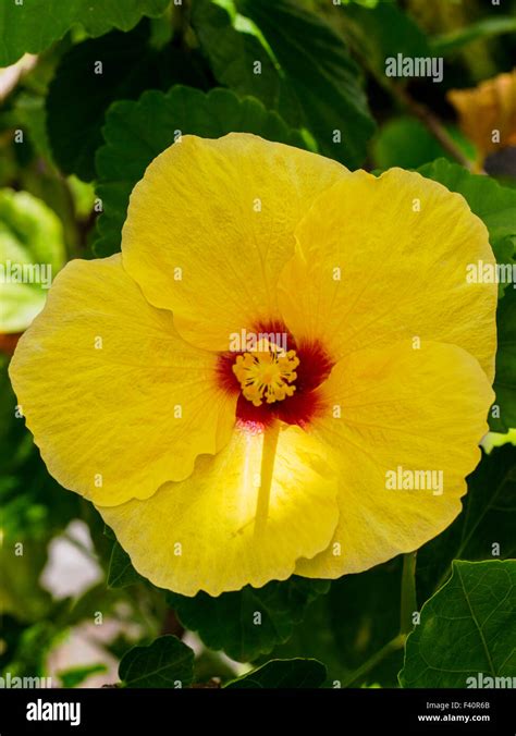 Yellow Hibiscus State Flower Hawaii Fotos Und Bildmaterial In Hoher