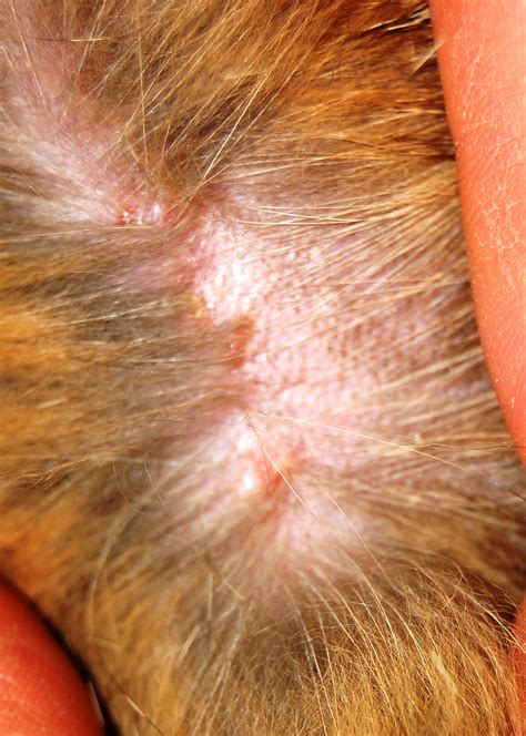Pet Spray Mites Eczema Dermatitis Itching Skin Disease Prevention