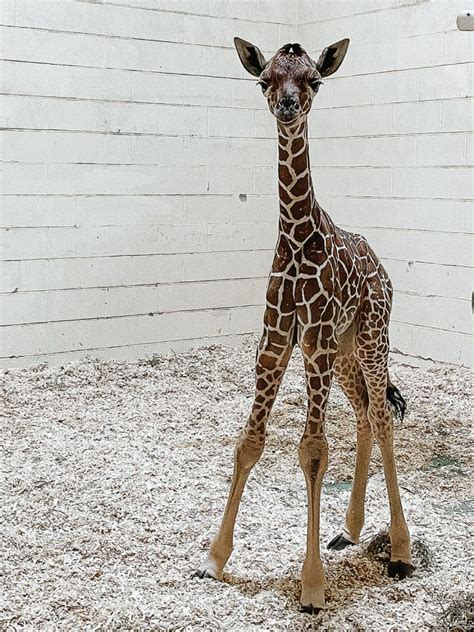 Giraffe Calf Born At Roosevelt Park Zoo News Sports Jobs Minot