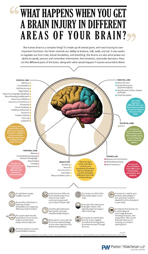 Infographic Trauma Brain Of Processing