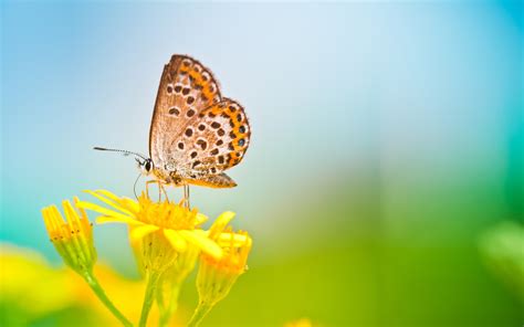 Butterfly Wallpaper Background High Definition 11032