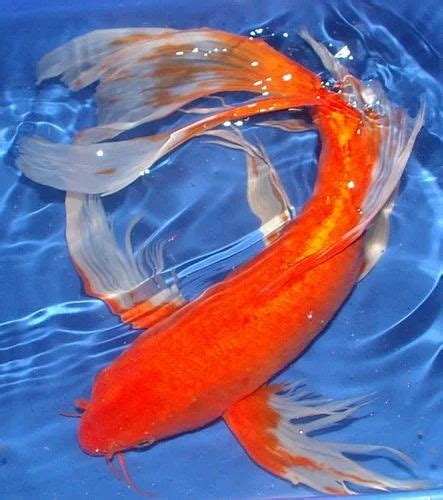 Japanese Koi Fish Types