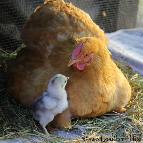 Hen And Chick Animals Pinterest Hens Animal And Bird