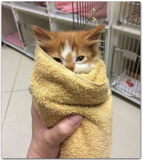 A Cat Burrito Kittens Cutest Baby Animals Funny Animal Shelter Design