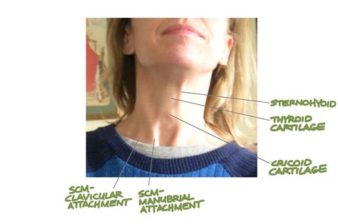Human Anatomy For The Artist The Anterior Neck Theme And Variations