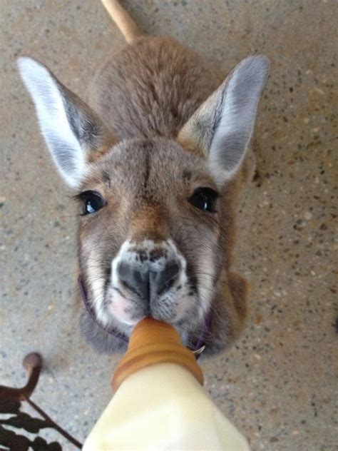 Hungry Baby Kangaroo Animal Love Pinterest Babies