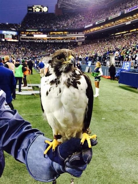 Seattles Seahawk For Real It Is Actually An Osprey A Falcon Like