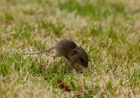 Species Of Uk Week 39 Wood Mouse ‘apodemus Sylvaticus