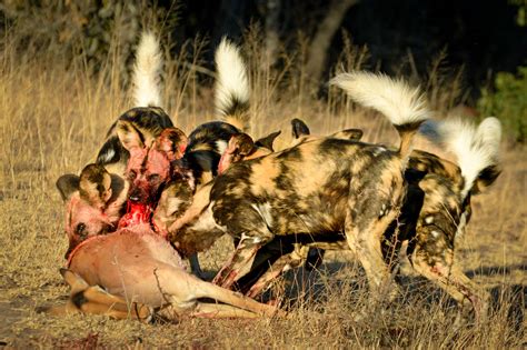 Determined Hyena Takes On Pack Of Wild Dogs Londolozi Blog