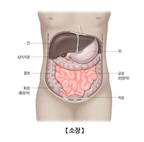 인간 소화기관 내 장기의 기능과 역할위 소장 대장 췌장 등 A2