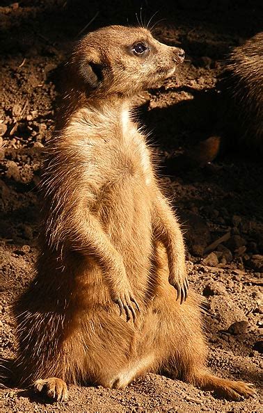 Meerkat Desert Scout Animal Pictures And Facts