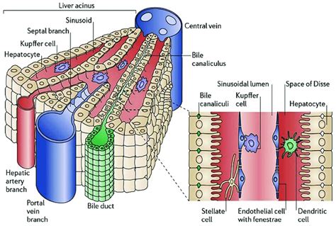 Structures Of The Liver Lobule And Liver Sinusoids Hepatocytes Are