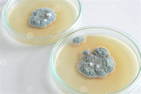 Penicillium Fungi On Agar Plate Stock Photo Image Of Laboratory