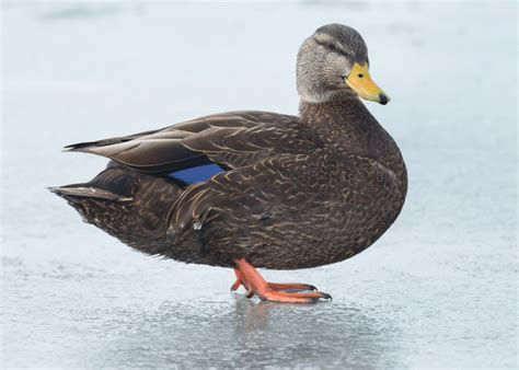 11 Black Duck Breeds You Should Know About
