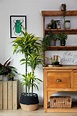 Plantas em casa: dicas de quais ter e como cultivar | CASA.COM.BR