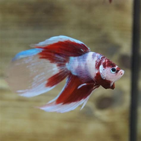 This Red Koi Veiltail Betta Is Stunning Fish Veiltail Betta Betta