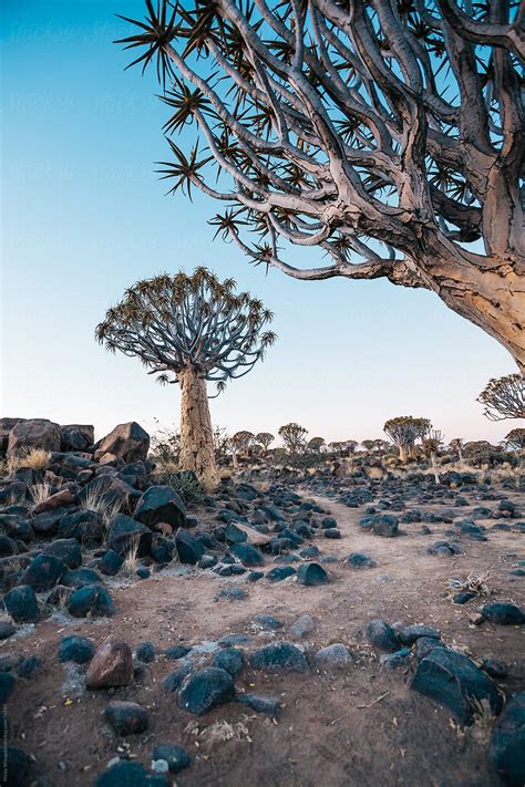 Namibian Quiver Trees Del Colaborador De Stocksy Juno Stocksy