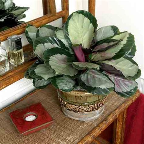 The best low light indoor plants 10 Best Low-Light Houseplants | Costa Farms | Low light house plants, Houseplants low light ...