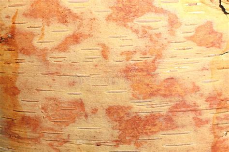 Birch Bark With Brown Texture As Natural Background Stock Image Image