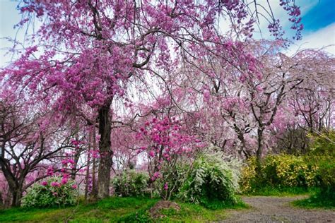 Kyoto Haradani En Garden Cherry Blossoms Japan Web Magazine