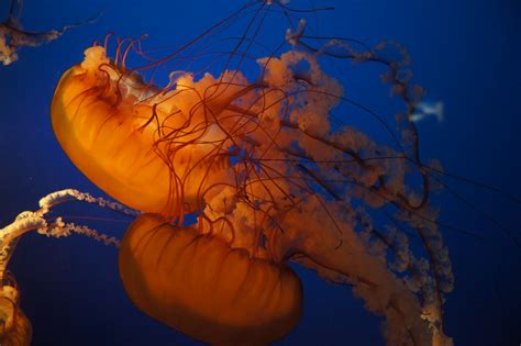 Jellyfish Vancouver Aquarium Vancouver Bc Canada Tjflex2 Flickr