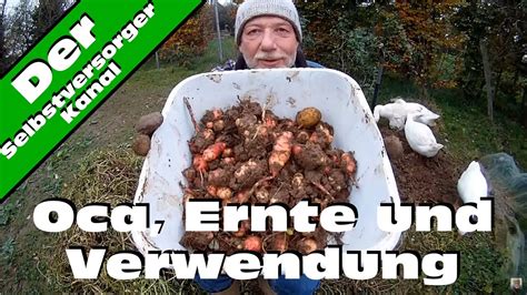 Here are 41 recipes screen captured from the loading pages. Oca, Ernte und Verwendung in der Küche - YouTube