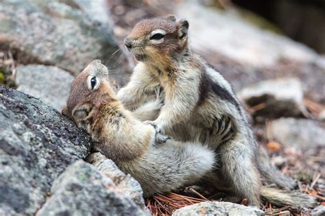 fighting squirrels two scrappy chipmunks go head to head in fur ocious battle over buried food