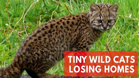 Smallest American Wild Cats Are Losing Their Homes Youtube