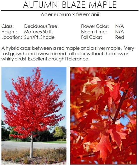 Autumn Blaze Maple — The Garden Kingdom