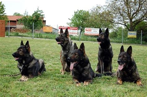 Are German Shepherds Pack Dogs