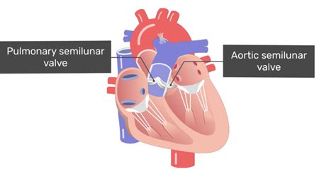 Aortic Semilunar Valve Heart Model