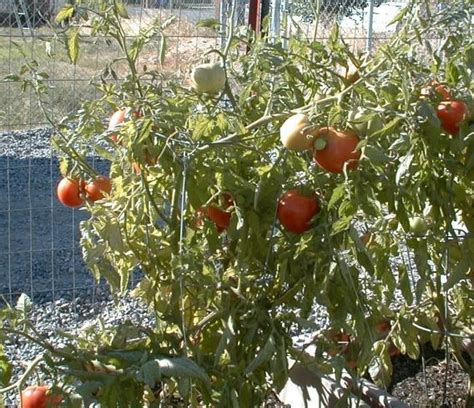 Biovam Grown Early Girl Tomato Plants