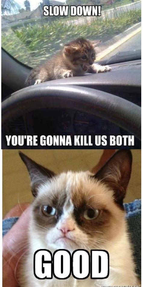 Grumpy Cat Part 2 Funny Grumpy Cat Memes