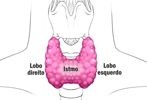 Saiba tudo sobre tireoide De o que é a problemas comuns